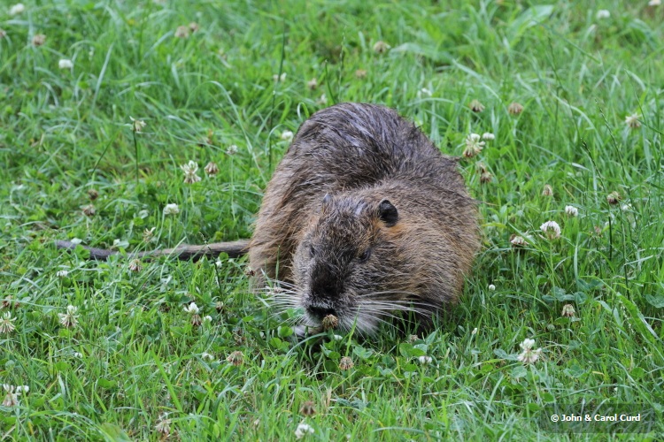 IMG_1350 Coypu.JPG